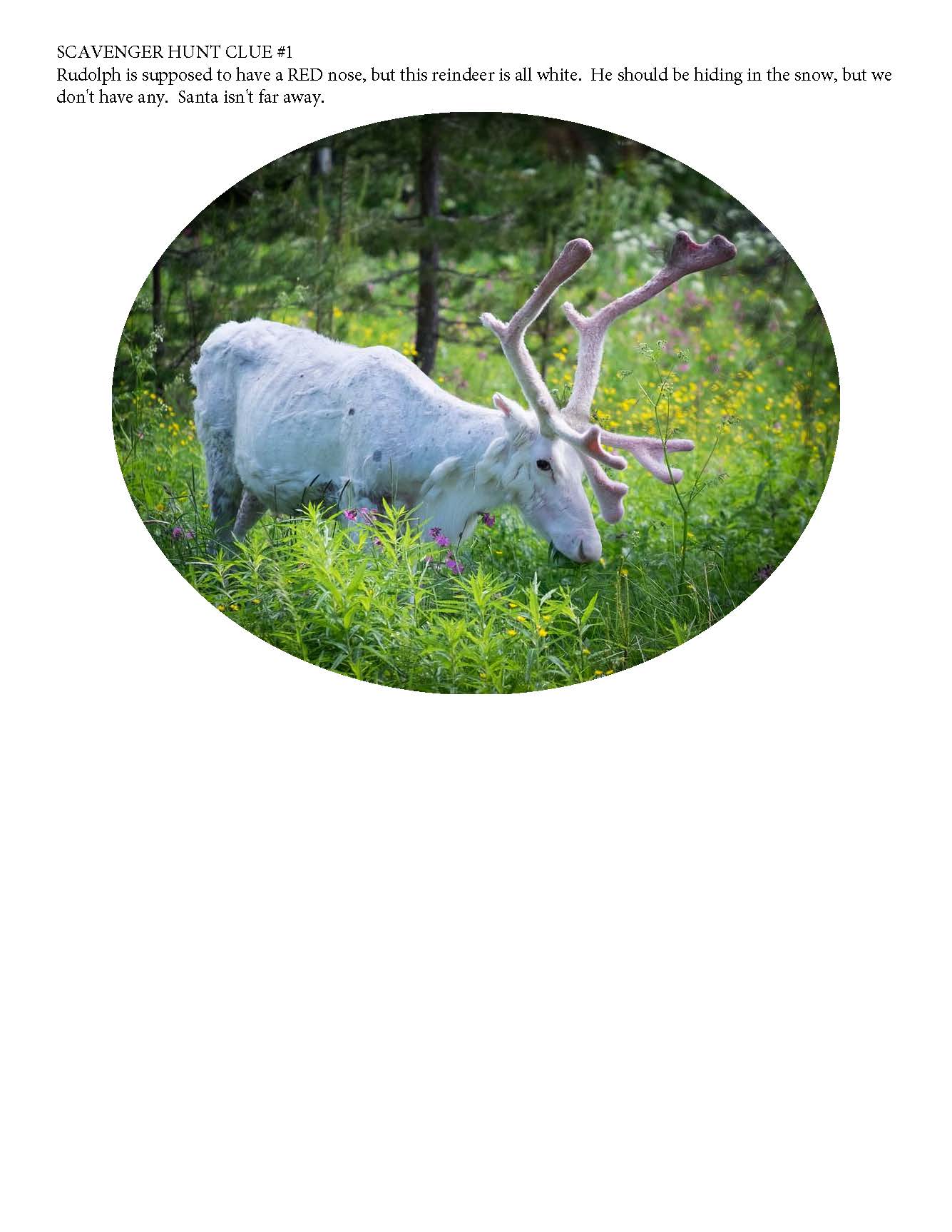 Clue 1 white reindeer photo Cannon Falls Area Chamber of Commerce Clue 1 white reindeer photo Cannon Falls Area Chamber of Commerce